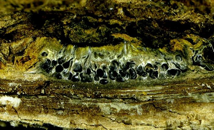 macrostoma