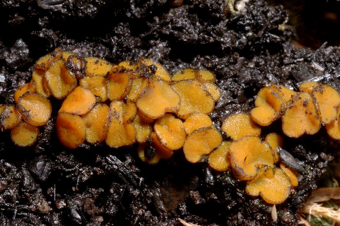macrostoma