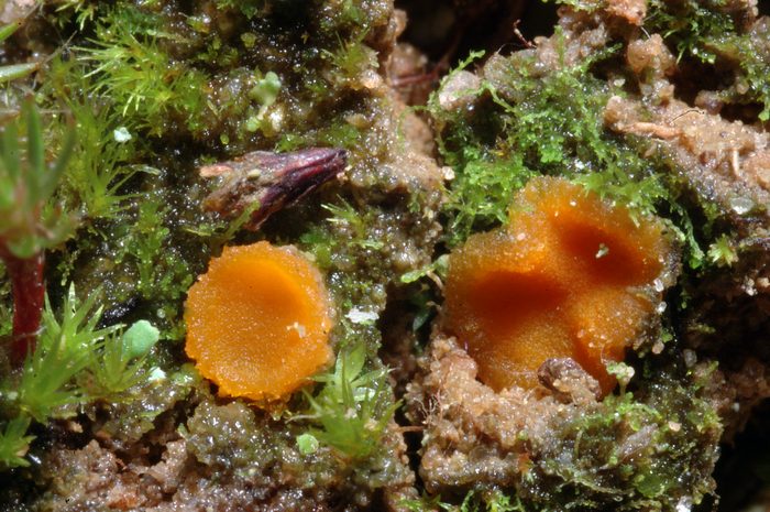 macrostoma