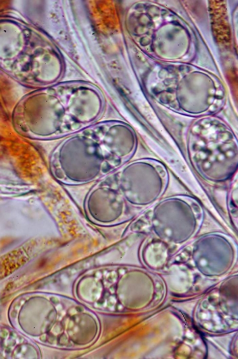 macrostoma