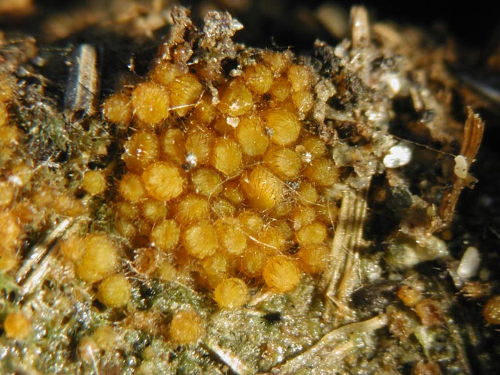 macrostoma