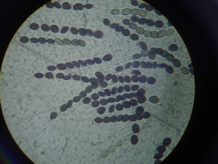 macrostoma
