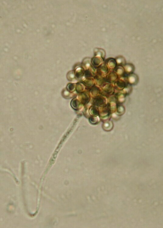 macrostoma