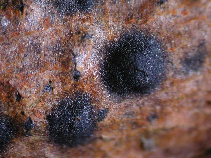 macrostoma