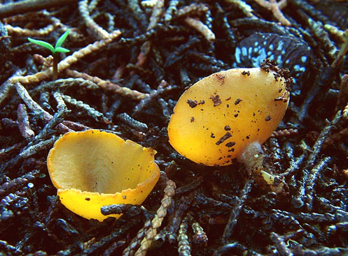 macrostoma