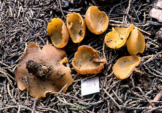 macrostoma