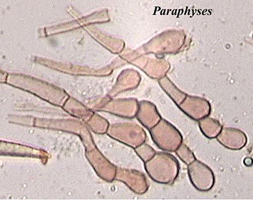macrostoma