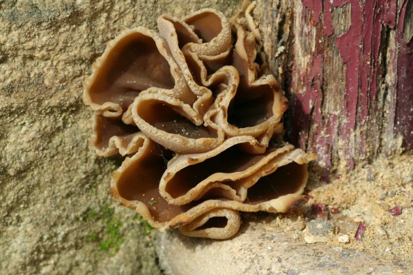macrostoma