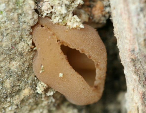macrostoma