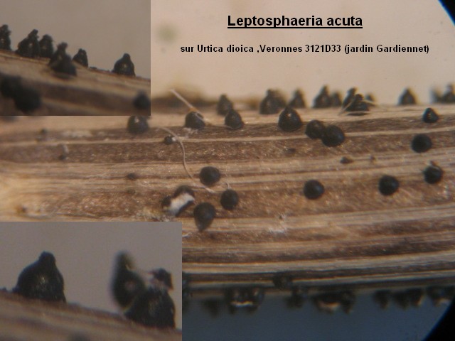 macrostoma