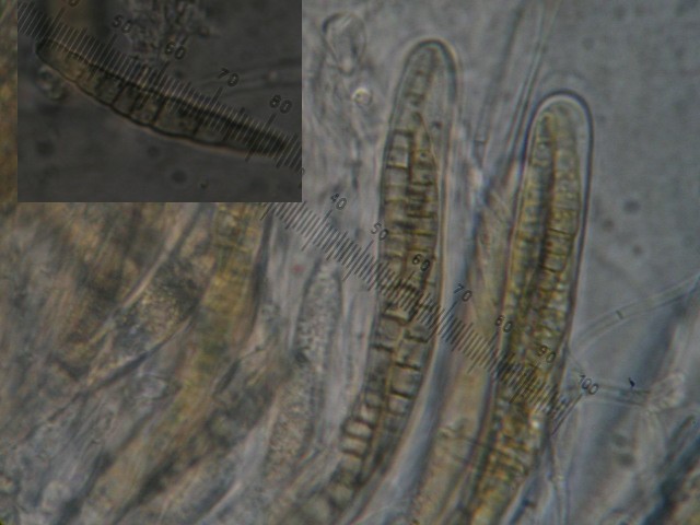 macrostoma