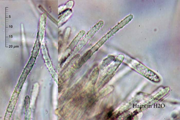 macrostoma