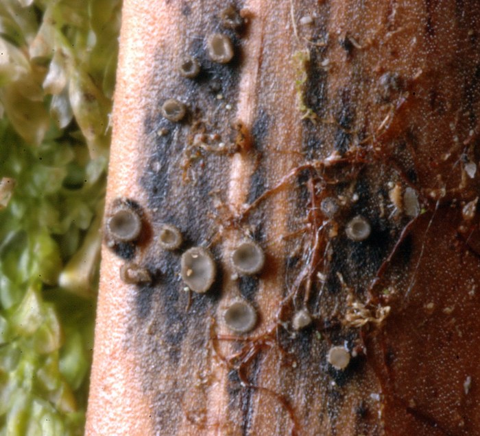 macrostoma