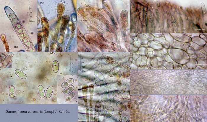 macrostoma