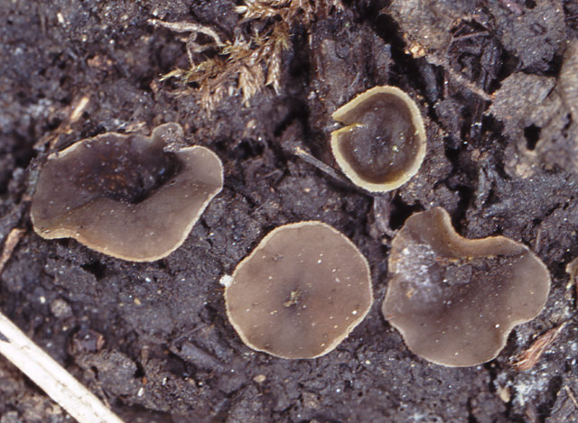 macrostoma