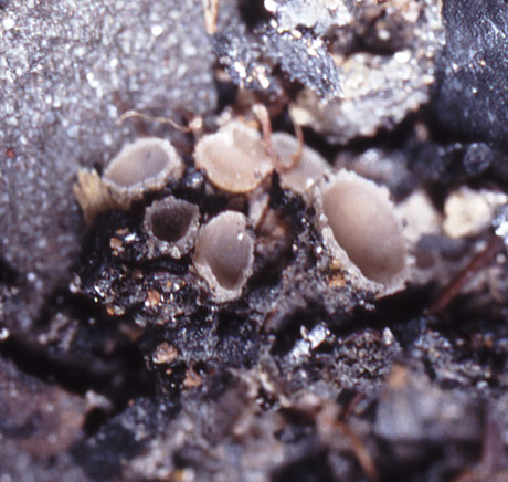 macrostoma