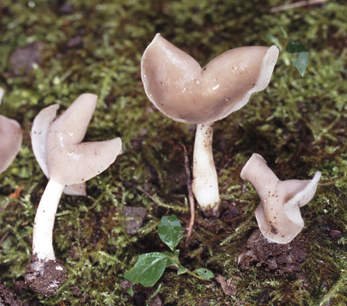 macrostoma