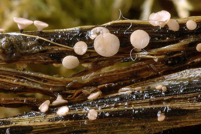 macrostoma