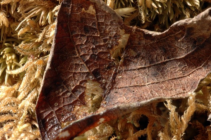 macrostoma