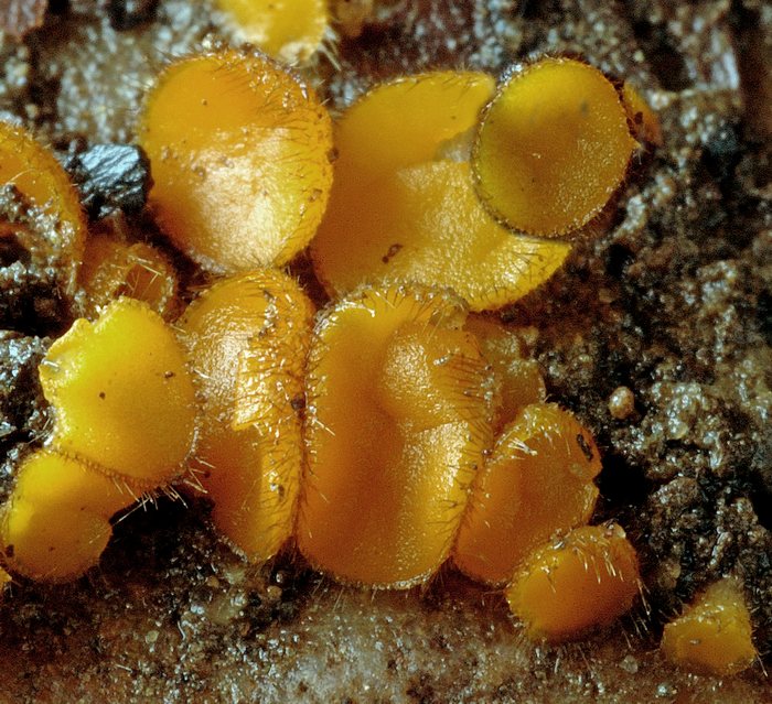 macrostoma