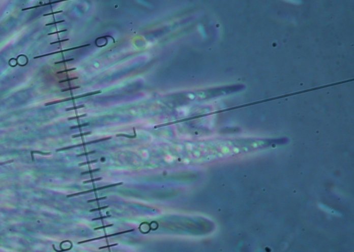 macrostoma