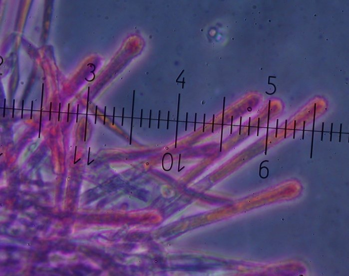 macrostoma