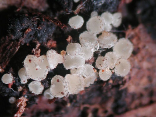macrostoma