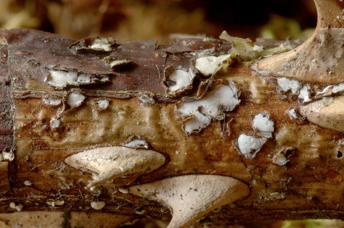 macrostoma