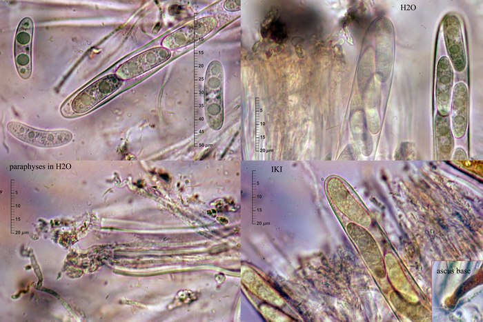 macrostoma