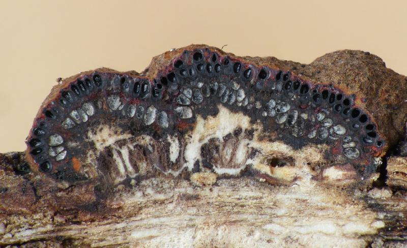 macrostoma