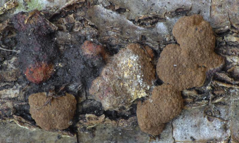 macrostoma