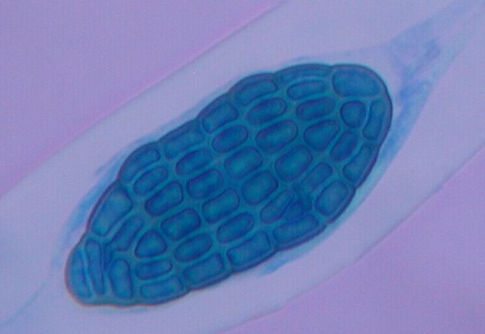 macrostoma