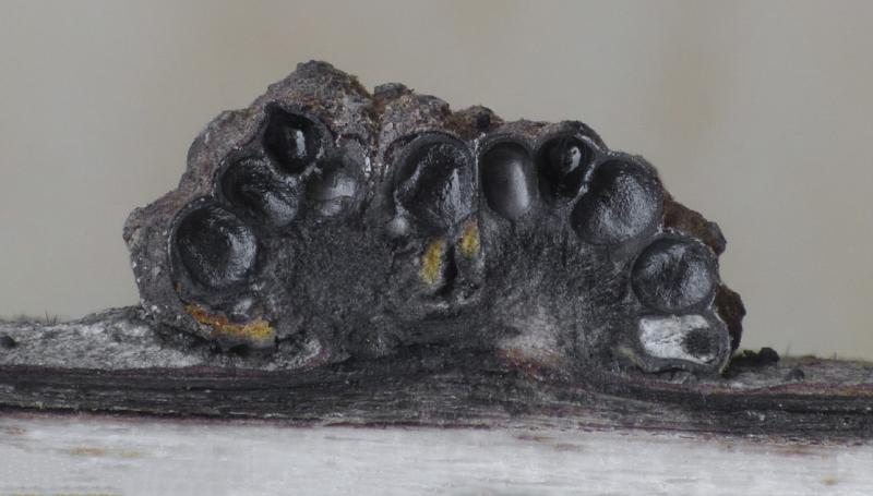macrostoma
