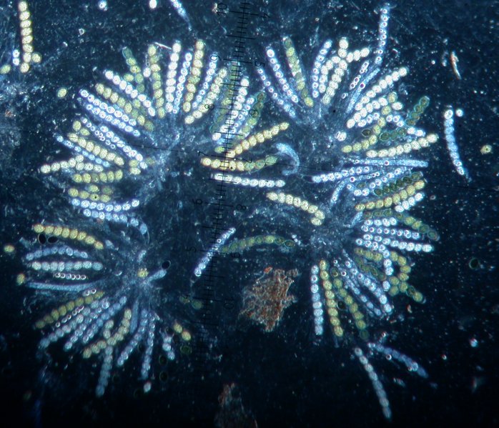 macrostoma