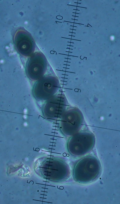 macrostoma