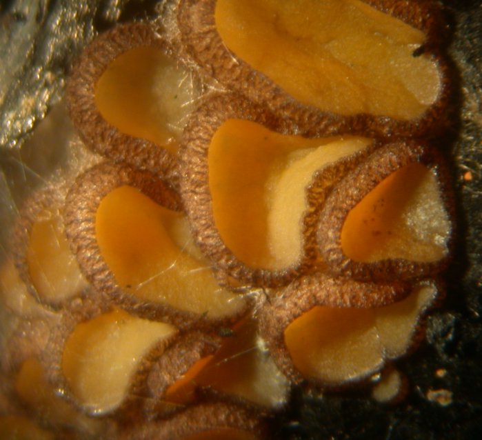 macrostoma