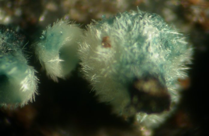 macrostoma