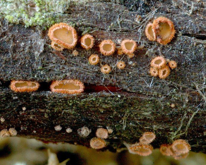 macrostoma