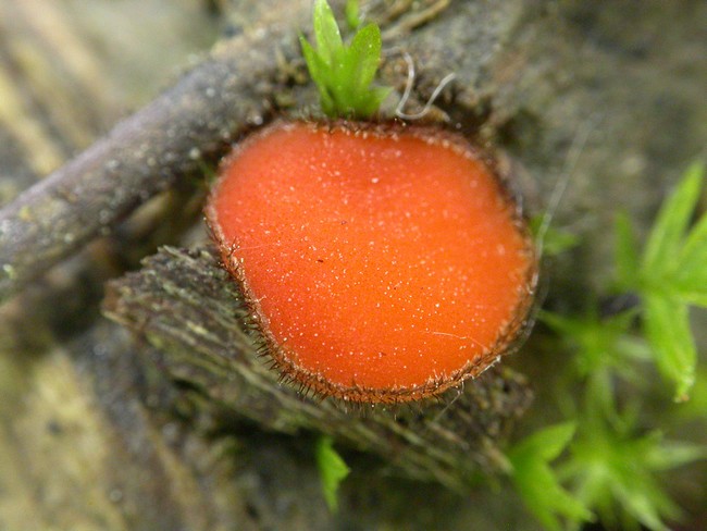 macrostoma