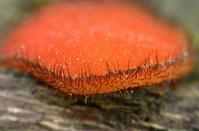 macrostoma