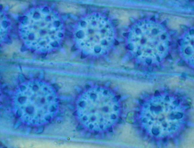 macrostoma