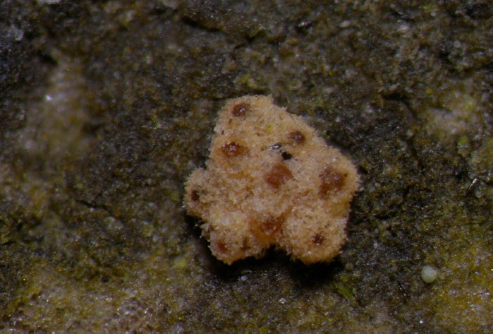 macrostoma
