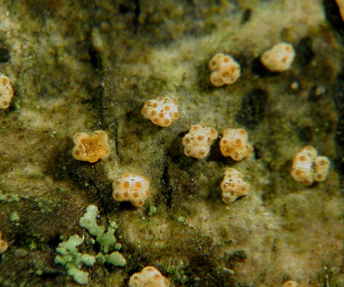 macrostoma