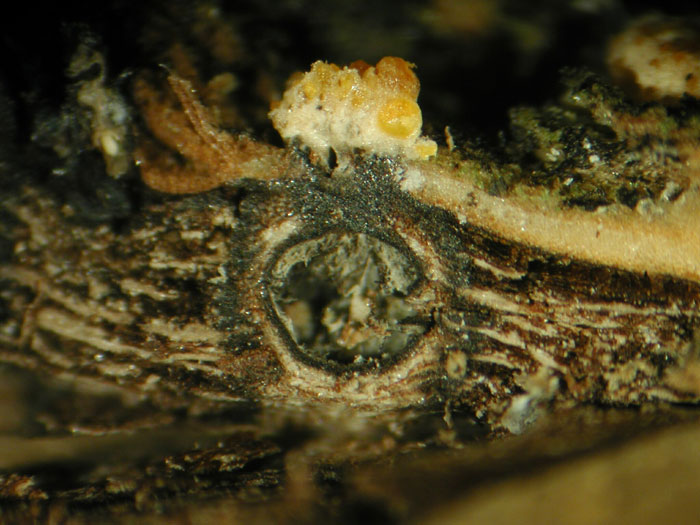 macrostoma