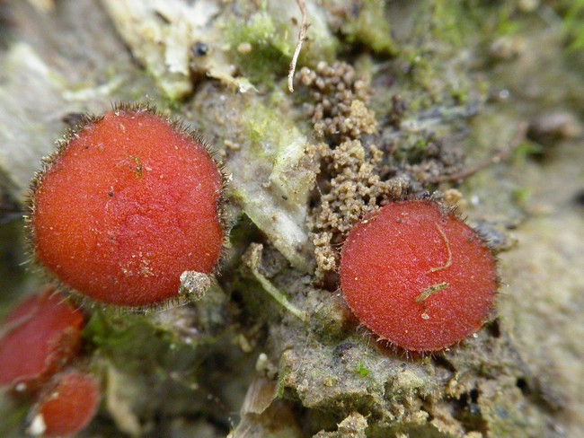 macrostoma