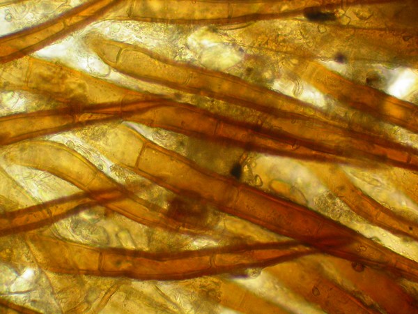 macrostoma