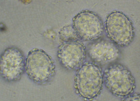 macrostoma