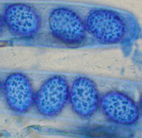 macrostoma