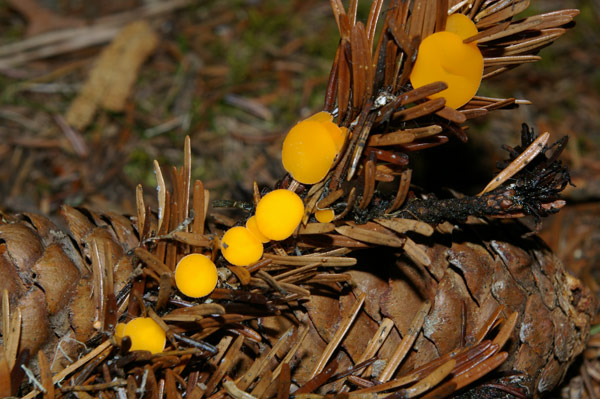 macrostoma