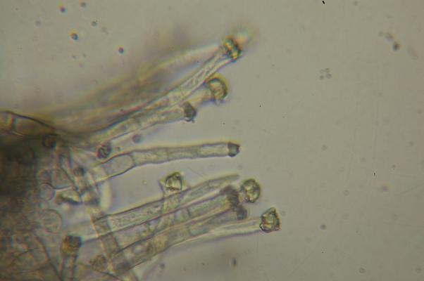 macrostoma